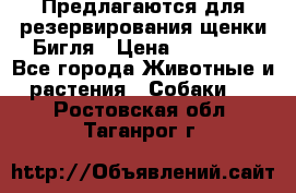 Предлагаются для резервирования щенки Бигля › Цена ­ 40 000 - Все города Животные и растения » Собаки   . Ростовская обл.,Таганрог г.